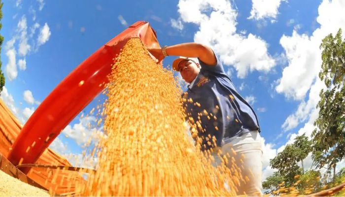  Safra deve recuar 3,7% em 2026, depois de um 2025 recorde 